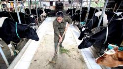 Berencana IPO, Produsen Susu Cimory Bidik Dana Rp4,2 Triliun