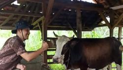 Selalu Jual Anakan, Peternak di Pangandaran Belum Mampu Pelihara Sapi hingga Dewasa
