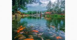 Menikmati Pemandangan Ikan Warna-warni Telaga Bedakah, Wisata Tersembunyi di Wonosobo