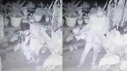 Pencurian Puluhan Tanaman Hias di Kranggan Terekam CCTV, Pemilik Rugi Rp5 Juta 
