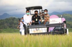 Upaya Jaga Harga Gabah, Ini Yang Dilakukan Kementan<