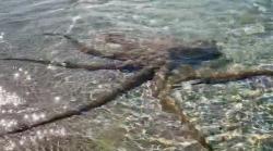 Asyik Berenang di Laut, Pria Ini Kaget Disengat Tentakel Gurita