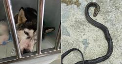 Kisah Pilu Anjing  Korbankan Nyawa demi Selamatkan Majikan dari King Cobra
