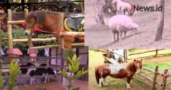 Video Berlibur Panjang di Bogor, Jelajahi Wisata Berkuda