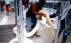 Puting Beliung Terjang Taman Reptil di Purbalingga, Begini Evakuasi Puluhan Ular Berbisa 
