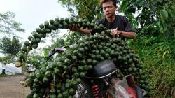 Petani Temanggung Panen Kolang Kaling, Dijual Rp8.000 per Kilogram