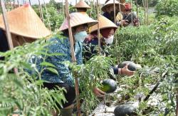 Pemkab Sleman Targetkan 1.000 Petani Milenial di 2024<