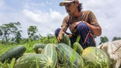 Panen Timun Suri, Buah Favorit saat Berbuka Puasa