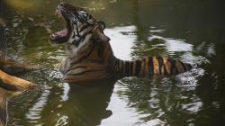 Tebang Kayu di Hutan, Pemuda di Siak Nyaris Tewas Diterkam Harimau