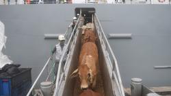 Penampakan Sapi Impor dari Australia Tiba di Pelabuhan Tanjung Priok