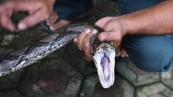 Ular Sanca Panjang 3,5 Meter Ditangkap Warga dari Rumah yang Terendam Banjir