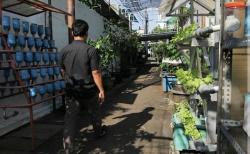 Anies Pamerkan Inovasi Warga Petojo Utara Sulap Gang Kecil Jadi Urban Farming