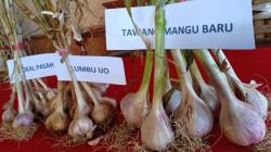 Petani Milenial di Boyolali Kembangkan Bawang putih Varietas Tawangmangu Baru<