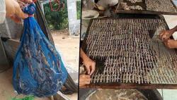 Pria Ini Jadi Jutawan dari Bisnis Cicak