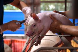 Cerita Asal Mula Mitos Babi Ngepet: Jadi Kaya Secara Instan 