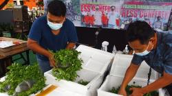 Penyelundupan 73.000 Baby Lobster Senilai Rp7 Miliar ke Singapura