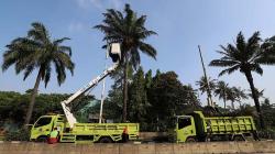 Perawatan Rutin Pohon-Pohon di Jalanan Jakarta
