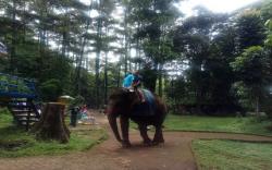 7 Pengunjung Kebun Binatang Bandung Positif Reaktif Covid-19<