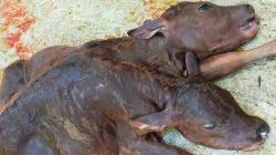 Geger, Anak Sapi Berkepala 2 Lahir di Merangin Jambi