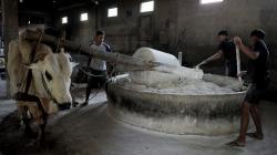 Melihat Proses Pembuatan Mi Lethek Yogyakarta Dibantu Seekor Sapi