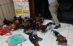 Berantas Judi Sabung Ayang, Polda Sumsel Kerahkan Brimob Bersenjata Lengkap<