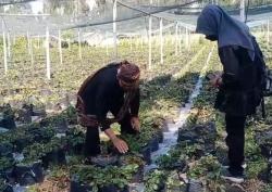 Semburan Gas Belerang Gunung Bromo Rusak Tanaman Pertanian Warga