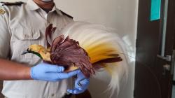 Balai Karantina Ternate Gagalkan Penyelundupan Cenderawasih Awetan dari Papua 