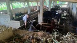 Puluhan Sapi Ternak di Tulungagung Mati karena Antraks, Menular ke Manusia