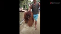 Video Orangutan Masuk ke Desa Lusan Kaltim Diduga Kelaparan