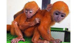 BKSDA Selamatkan 3 Lutung Jawa yang Dijual Online