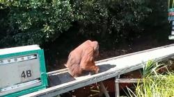 Orang Utan Jantan Usia 20 Tahun Dilepas Liar di Taman Nasional Sebangau