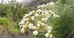 5 Taman Edelweiss Terindah di Indonesia, Nomor 4 Tersembunyi di Puncak Rinjani