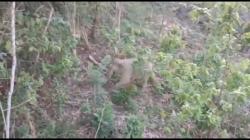 Warga Aceh Utara Andalkan Daun Pisang Usir Kawanan Gajah