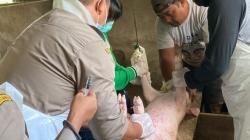 Hewan Aneh Mirip Babi Berkeliaran di Gedung DPRD Solok