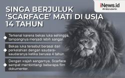 Infografis Singa Terkenal di Dunia Scarface Mati