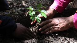 Karawang Masih Kekurangan Ribuan Pohon untuk Ditanam di Ruang Terbuka Hijau