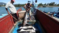 Indonesia Memiliki Ikan Tuna Kualitas Ekspor hingga Ratusan Ribuan Ton