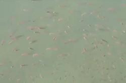 Kata Dinas Kelautan soal Naiknya Ikan Dasar Laut ke Permukaan di Tapanuli Tengah