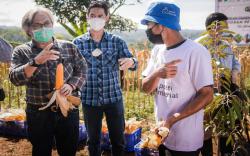Program Ridwan Kamil Mulai Tunjukkan Hasil, Petani Milenial Panen Puluhan Ton Jagung Hibrida