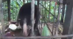 Video Heboh, Penemuan Hewan Aneh dan Langka di Solok