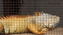 Video Meraup Keuntungan dari Hobi Memelihara Reptil
