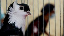 Ratusan Merpati Hias Ikuti Kontes di Makassar
