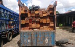 Truk di Aceh Barat Diamankan Polisi Hutan, Diduga Angkut 5 Kubik Kayu Ilegal