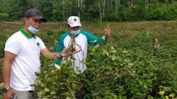 Petani di Bangka Selatan Ini Sukses Budidaya Nilam untuk Parfum