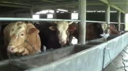 Sapi Lokal Milik Peternak di Kendal Laris Dibeli untuk Kurban<