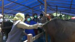 Niat Qurban untuk Diri Sendiri Beserta Doa Menyembelih Sesuai Sunnah Nabi SAW