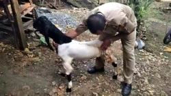 Berkaki Tiga, Kambing Milik Kades di Purworejo Ini Jadi Klangenan  