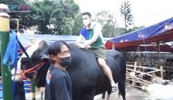 Panik Naik Sapi Berbobot Hampir 1,4 Ton, Raffi Ahmad: Sumpah Gue Takut