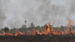 Kebakaran Lahan di Desa Palem Raya Ogan Ilir, Api Cepat Menjalar