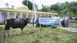 Harita Nickel Salurkan 13 Ekor Sapi Kurban untuk Masyarakat Pulau Obi